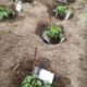 Udplantning af tomater i jorden i drivhuset