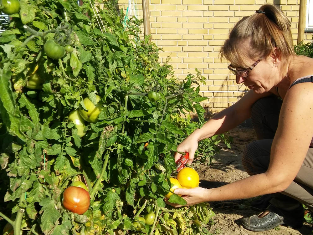 Opbinding af tomatplanter –