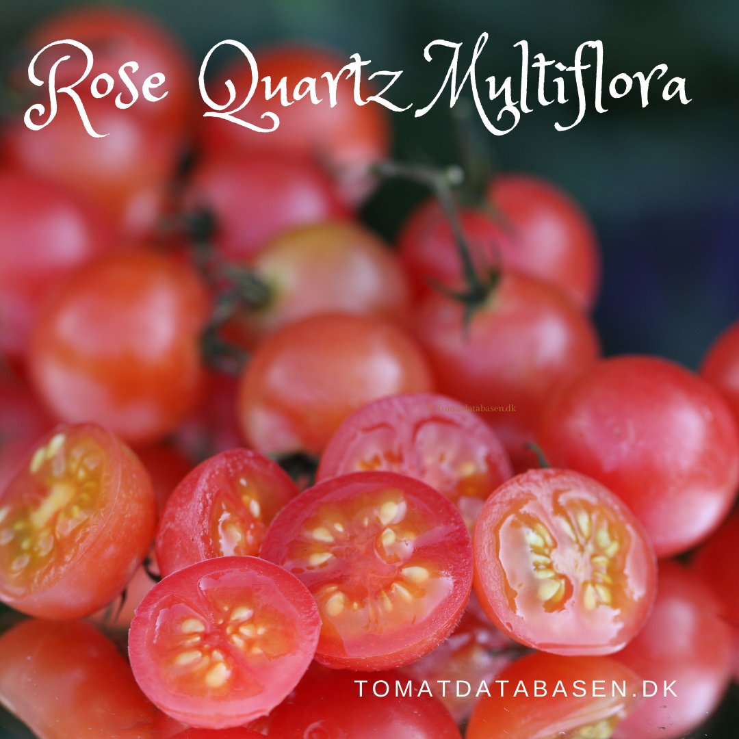 Rose Quartz Multiflora