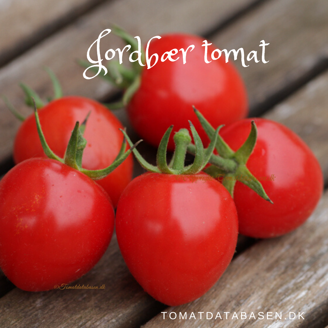 Jordbær tomat