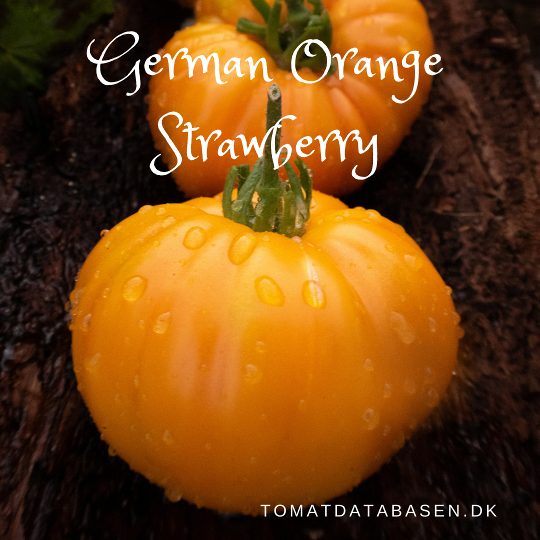 German Orange Strawberry