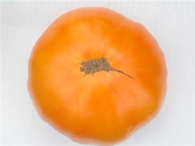 Kentucky Beefsteak Orange